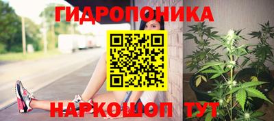 шишки Изобильный